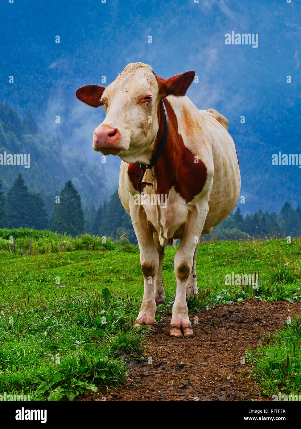 Cow front view hi-res stock photography and images - Alamy