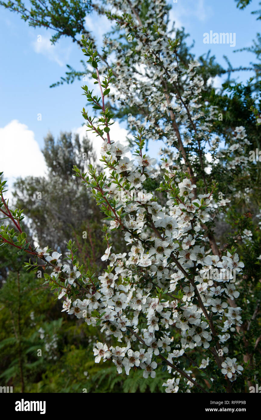 Wildflower, Tasmania, Australia Stock Photo