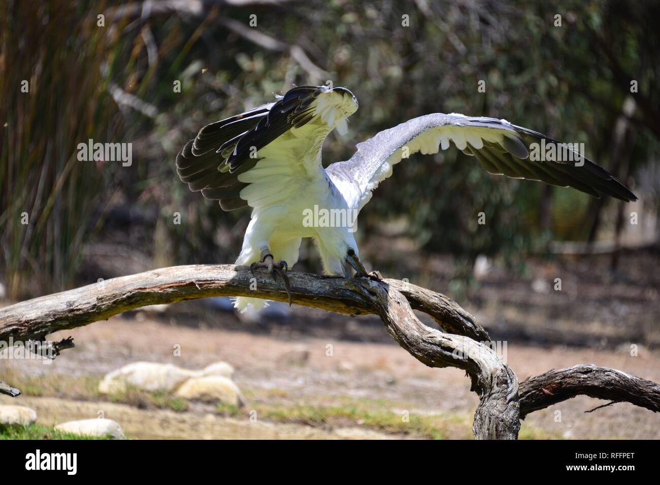 White bellied sea eagle landing hires stock photography and images Alamy