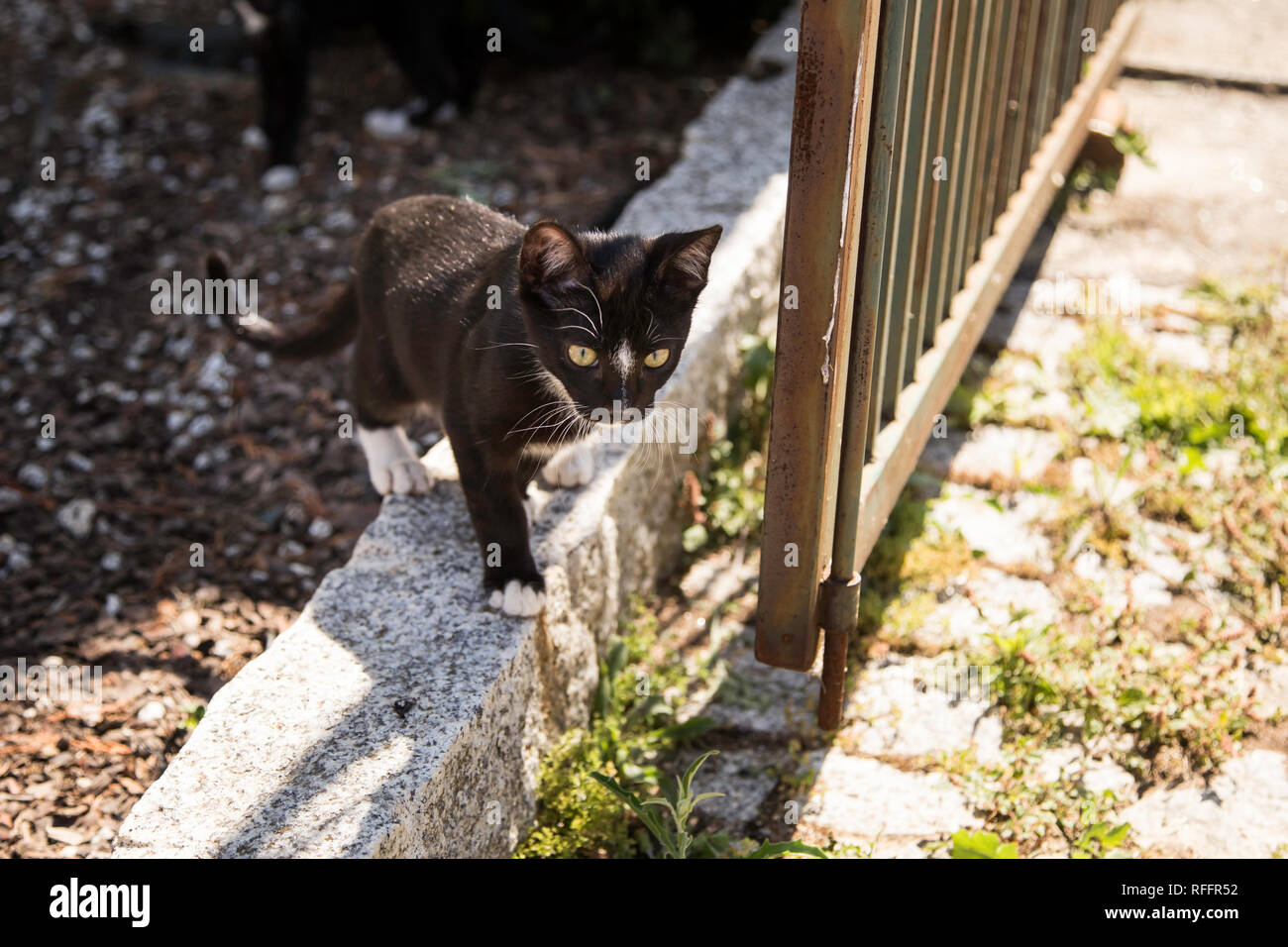 Happy kat in the streets of Portugal, Europe Stock Photo - Alamy