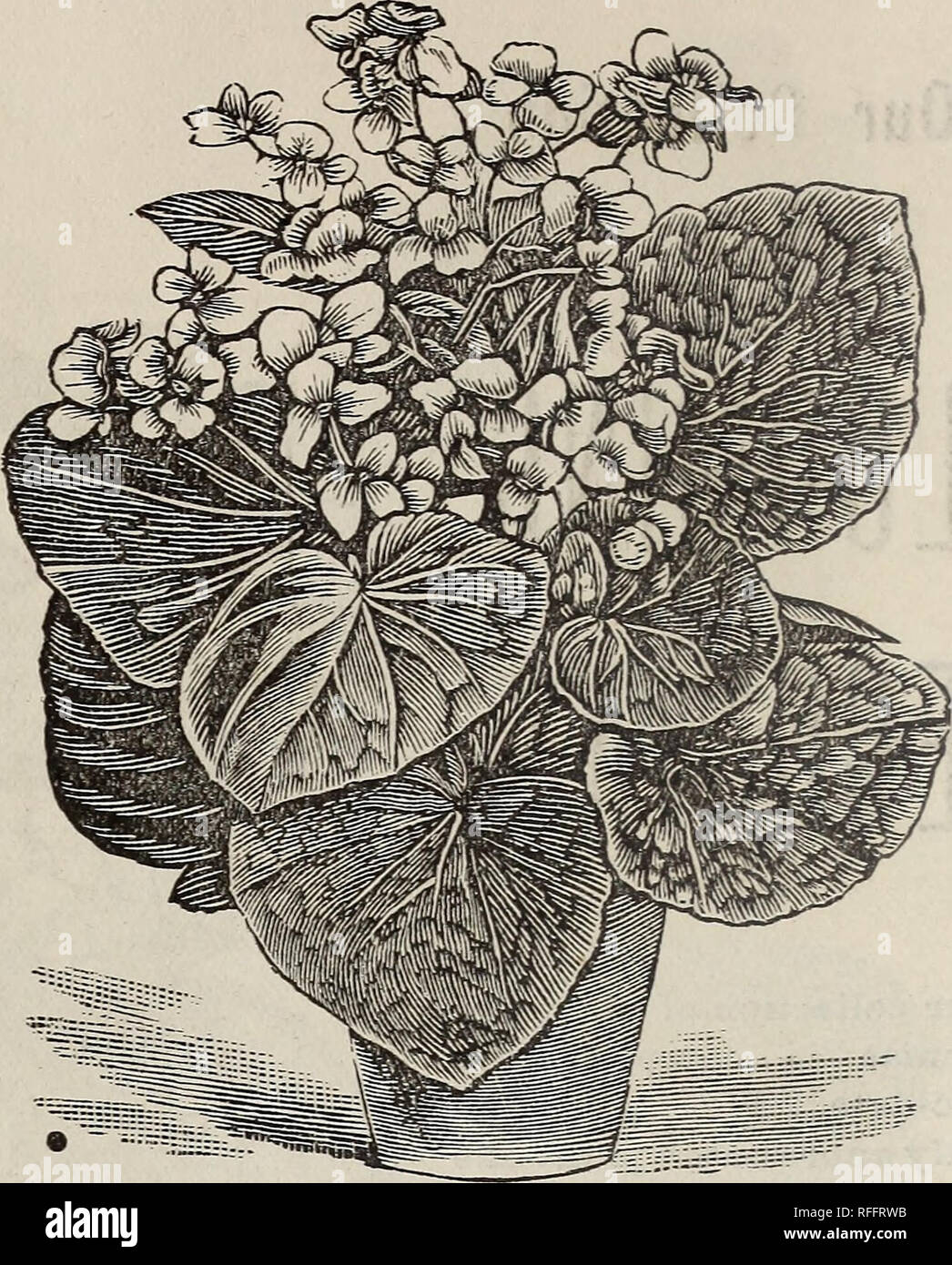 . [Catalogue]. Nursery stock Kentucky Louisville Catalogs; Nurseries