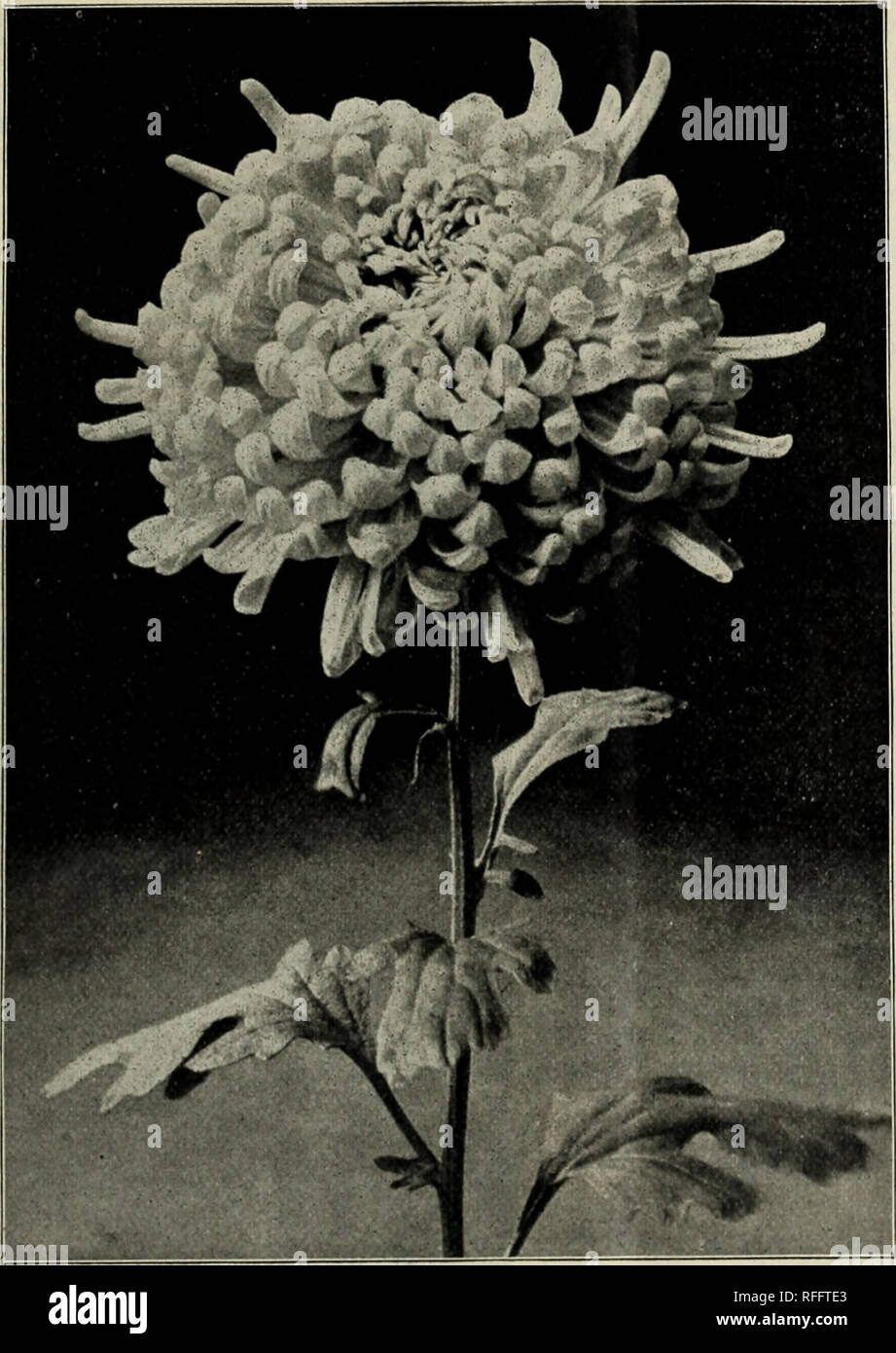 . A complete list of the latest novelties. Nursery stock Michigan Adrian Catalogs; Chrysanthemums Catalogs; Carnations Catalogs; Flowers Catalogs. New Chrysanthemums for iooi. Descriptions of Nathan Smith &amp; Son's Novelties. Our persistent efforts to improve the Chrysanthemum have been crowned with success. Each year bestows new awards for the new candidates. We believe our success is due to the care we take in selection of parentage, with the view of securing marked improve- ments. When you consider that we are the originators of such kinds as Iora, Niveus, Nyanza, Mo- desto, Mrs. M. A. Ry Stock Photo