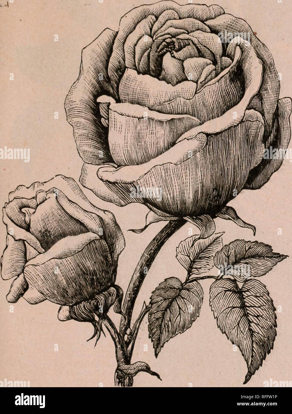 . [Catalogue]. Nursery stock Kentucky Louisville Catalogs; Nurseries