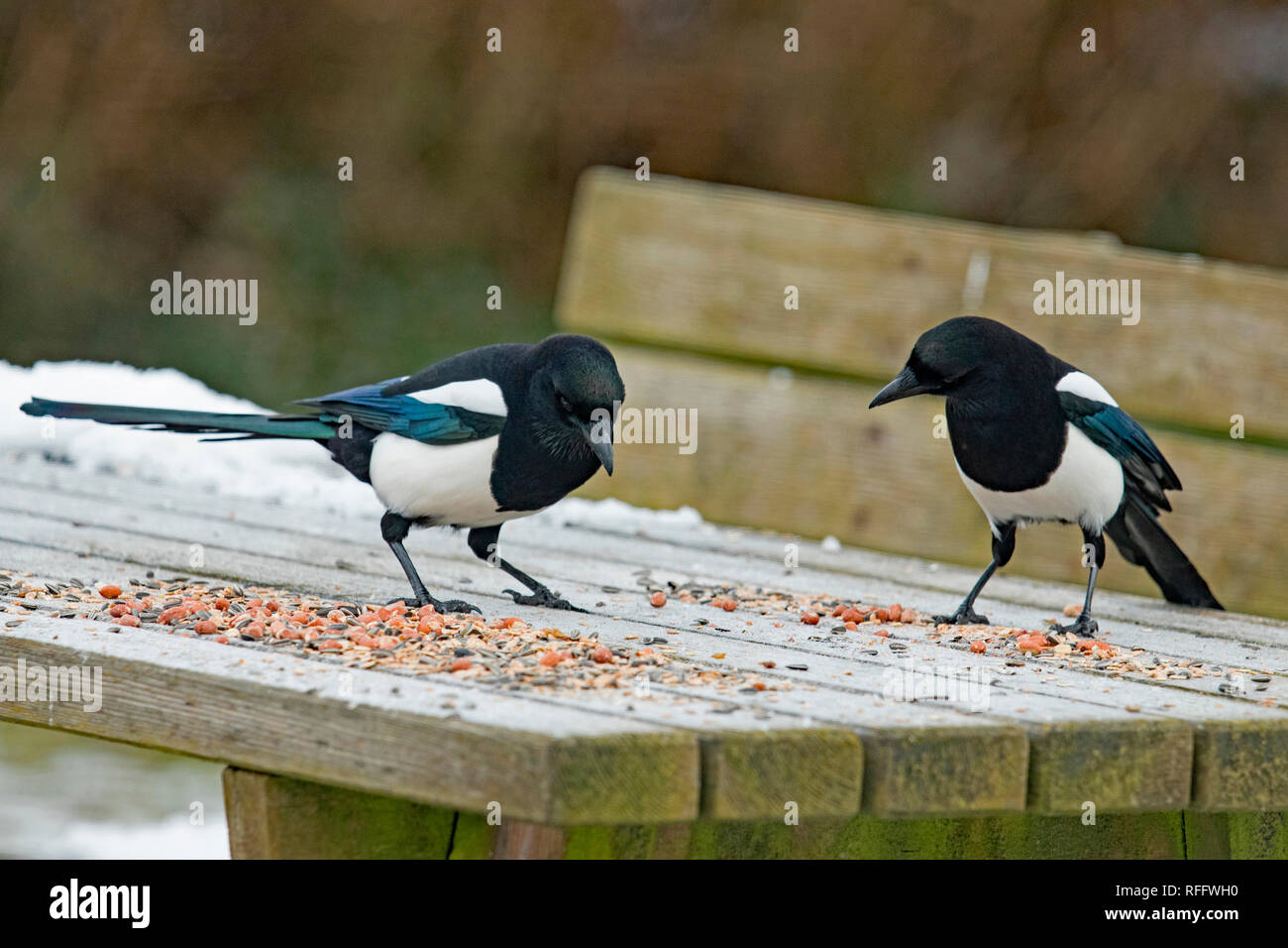 eurasian magpies, (Pica pica) Stock Photo