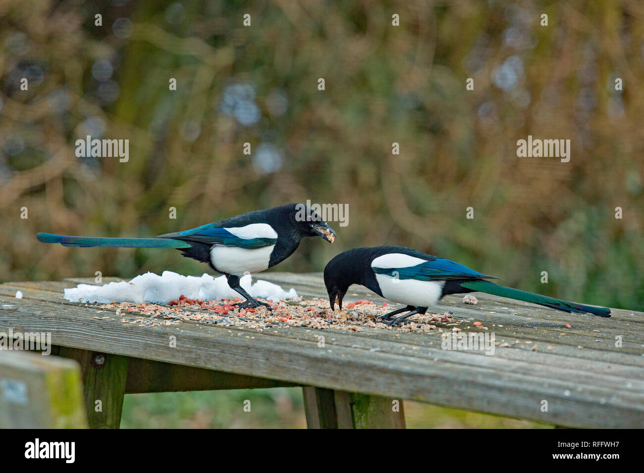 eurasian magpies, (Pica pica) Stock Photo