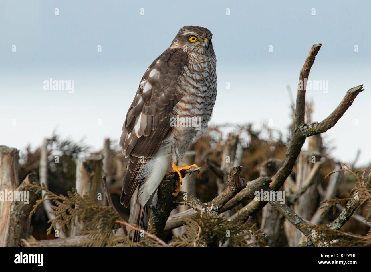eurasian sparrowhawk, (Accipiter nisus Stock Photo Alamy