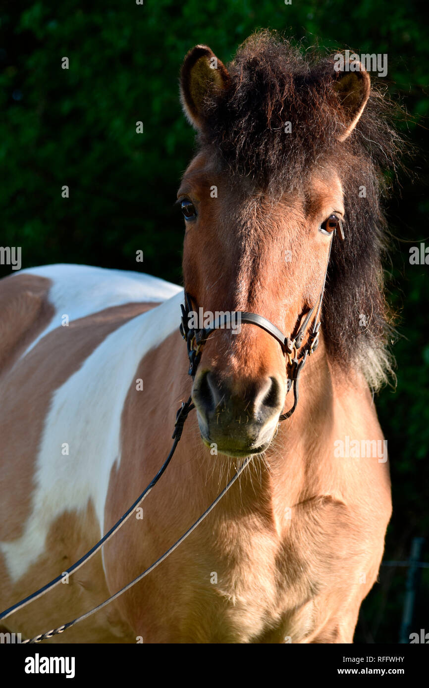 Icelandic Horse, mare, dun, piebald, tobiano Stock Photo