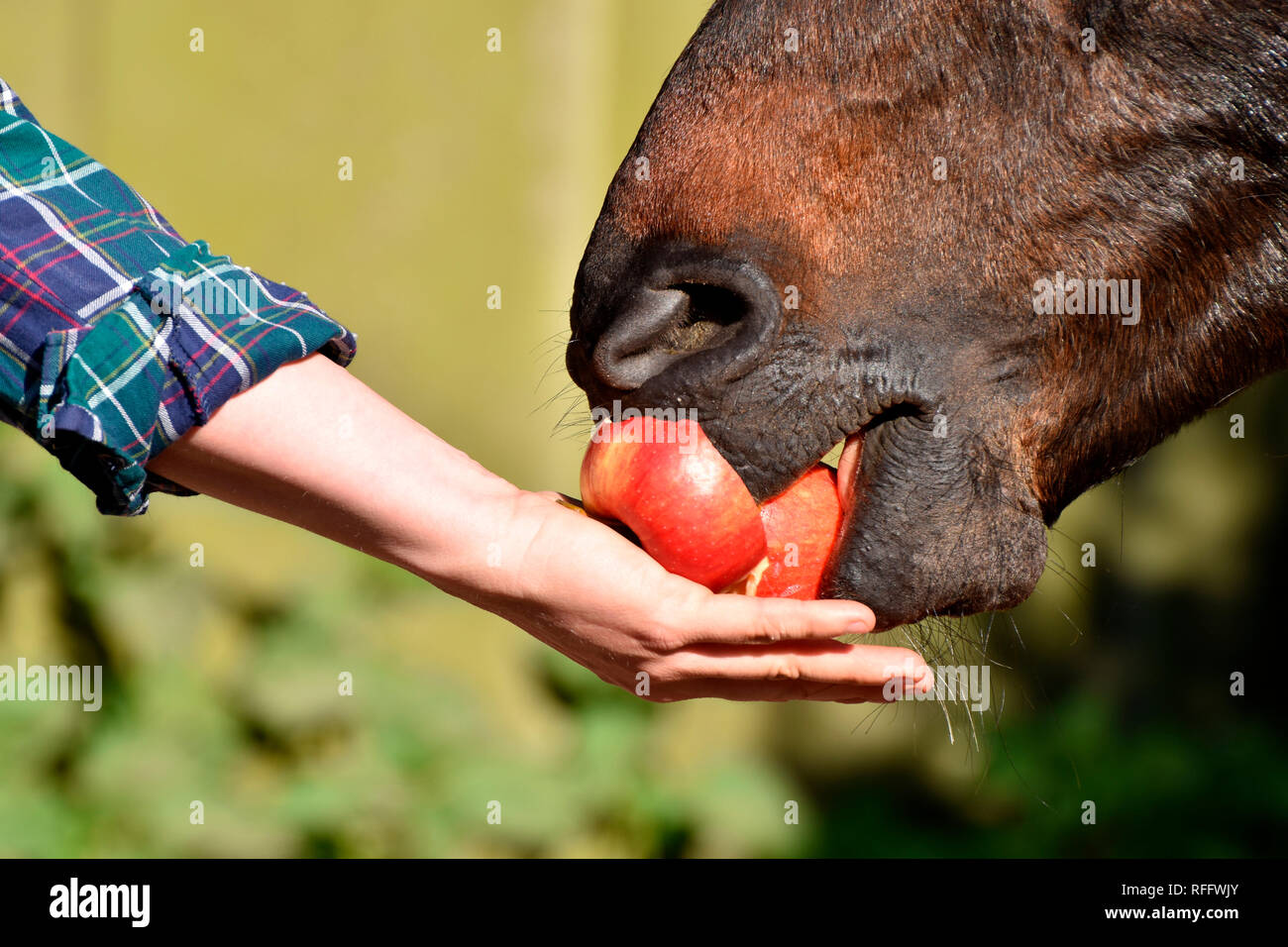 Domestic Horse eating apple Stock Photo