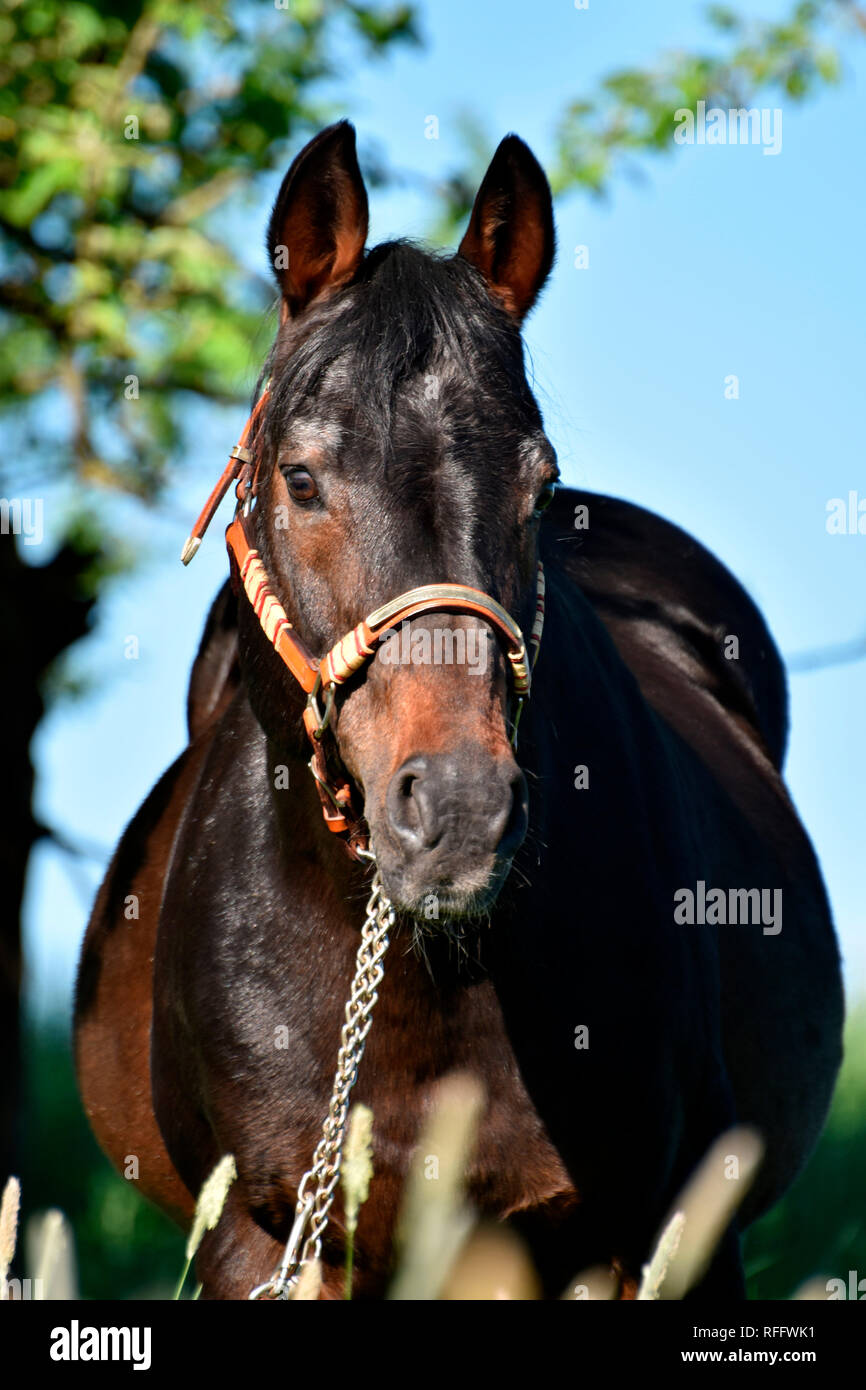 American Quarter Horse, Stallion, stud stallion, breeding stallion, old