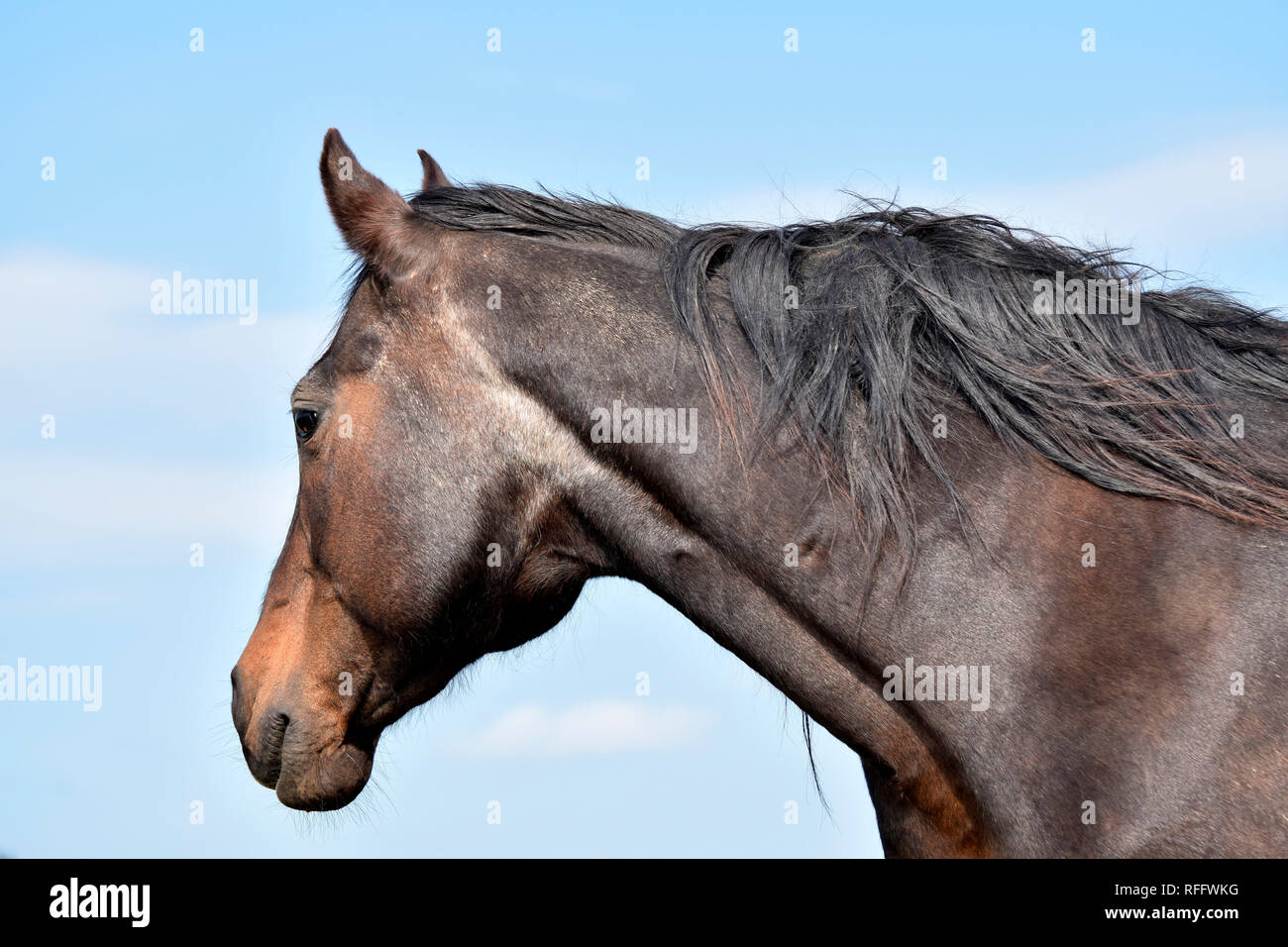 American Quarter Horse, breeding mare, old horse, 28 years of age Stock Photo