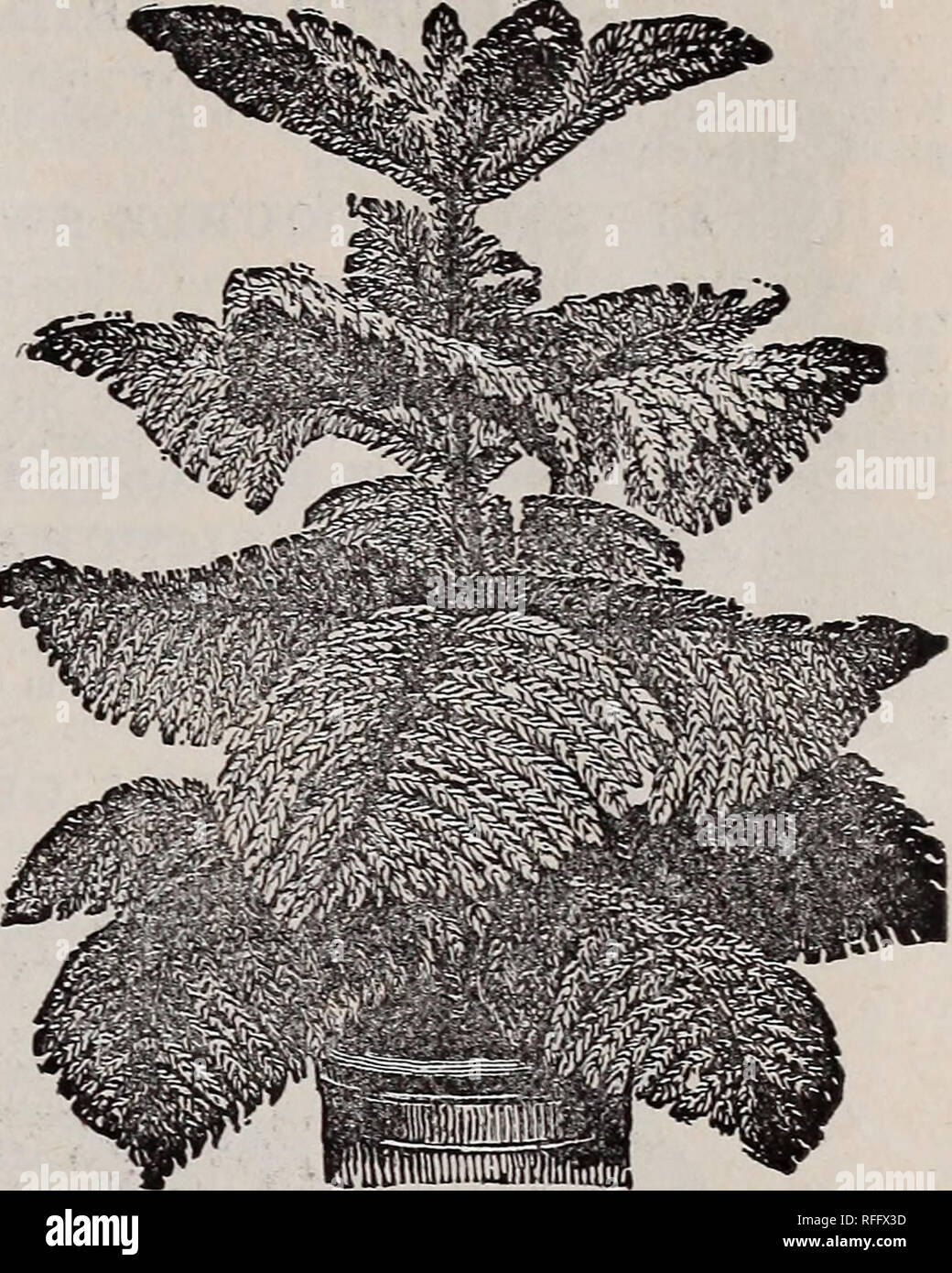 . The Champion City Greenhouses trade list. Nursery stock Ohio Catalogs; Plants, Ornamental Catalogs; Roses Catalogs; Flowers Catalogs; Bulbs (Plants) Catalogs. Acalypha Sanderii.. ARAUCARIA EXCELS A, Norfolklsland Pine. — Various names have been suggested for this grand plant to properly convey to the mind the appear- ance of it. Some have called it the &quot;Christmas Tree Palm,&quot; from its resemb- lance to a Christ- mas tree; others have called itthe &quot;Star Palm,&quot; because the leaves are ar- ranged to form a perfect star, but n o descriptive name can give an adequate idea of its  Stock Photo