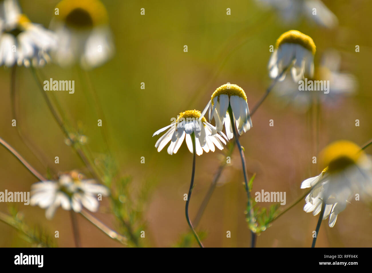 Chamomile, Matricaria chamomilla, Ortelsbruch, Ortel Marsh, Germany, Rheinland-Palatinate, Hunsrueck Stock Photo