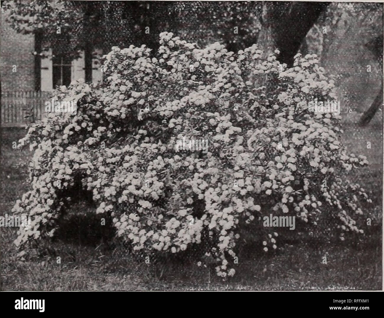 . Ornamental trees & plants no. 2. Nursery stock Pennsylvania West