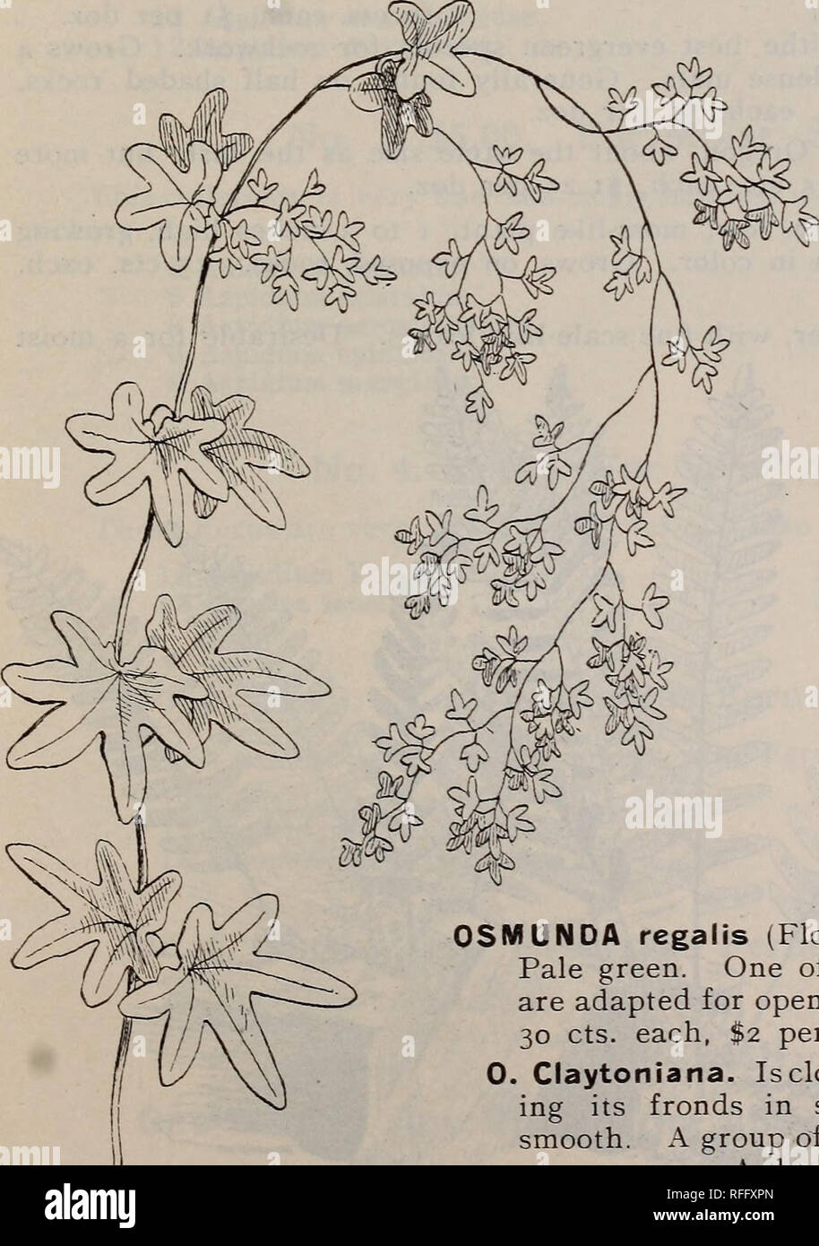 . Hardy ferns &amp; flowers, shrubs, roses, etc.. Nursery stock Massachusetts Catalogs; Ferns Catalogs; Perennials Catalogs; Shrubs Catalogs; Roses Catalogs; Plants, Ornamental Catalogs. IHcksonia piinctilobula.. Lygodium pa J in at tun. 4 inch long, growing thickly along the stalk. Moist soil. 20 cts. each, $1.25 per doz. LYGODIUM palmatum (Climb- ing Fern). Grows 1 to 3 feet high. Stalk slender and twin- ing, from a slender running root-stock. 25 cts, ONOCLEA sensibilis (Sensitive Fern). 1 to 2 feet high. Wet places, open sun or shade. 10 cts., each, $1 per doz. 0. Struthiopteris (Ostrich Fe Stock Photo