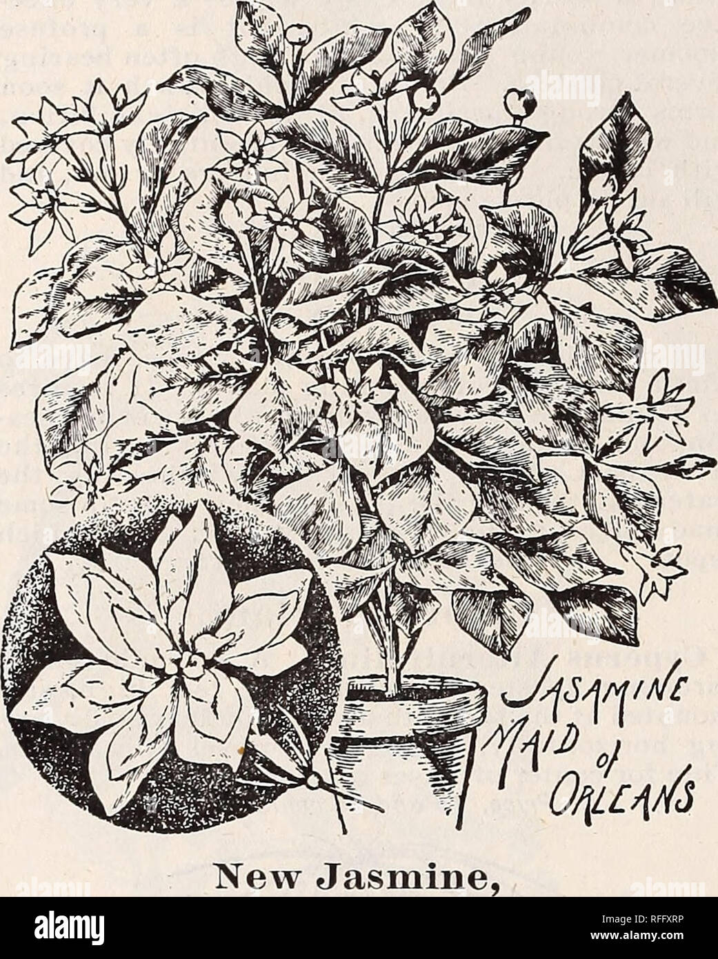 . Vestal's rose catalogue, 1900. Nursery stock Arkansas Catalogs; Roses Catalogs; Flowers Catalogs; Vegetables Catalogs; Fruit Catalogs; Seed industry and trade Catalogs; Plants, Ornamental Catalogs. 38 Joseph W. Vestai, &amp; Son's Ii,i,ustratkd and Descriptive Catai^ogue. Cape Jessamine. (Gardenia Florida.) This splendid plant is a great favorite with all who know its true worth. The blooms are pure white and measure inches across and are de- lig-htfully fragrant. The flowers are extremely- fashionable, and for this reason, together with its ease of culture, we feel sure.of a lively demand f Stock Photo
