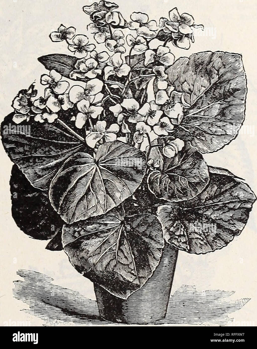 . Vestal's rose catalogue, 1900. Nursery stock Arkansas Catalogs; Roses Catalogs; Flowers Catalogs; Vegetables Catalogs; Fruit Catalogs; Seed industry and trade Catalogs; Plants, Ornamental Catalogs. otto Hacker. NEW BEGONIA, OTTO HACKER. A remarkabh' strong grower, of fine branching habit, making large, showy plants 2^ to 3 feet high in a single season; leaves large, round, glossy green, slightlj' serrated ; flowers large, in large clusters on stiff stems, carrying them well above the foliage ; color a beautiful bright coral red. A beautiful pot plant for the window or con- servatory in winte Stock Photo
