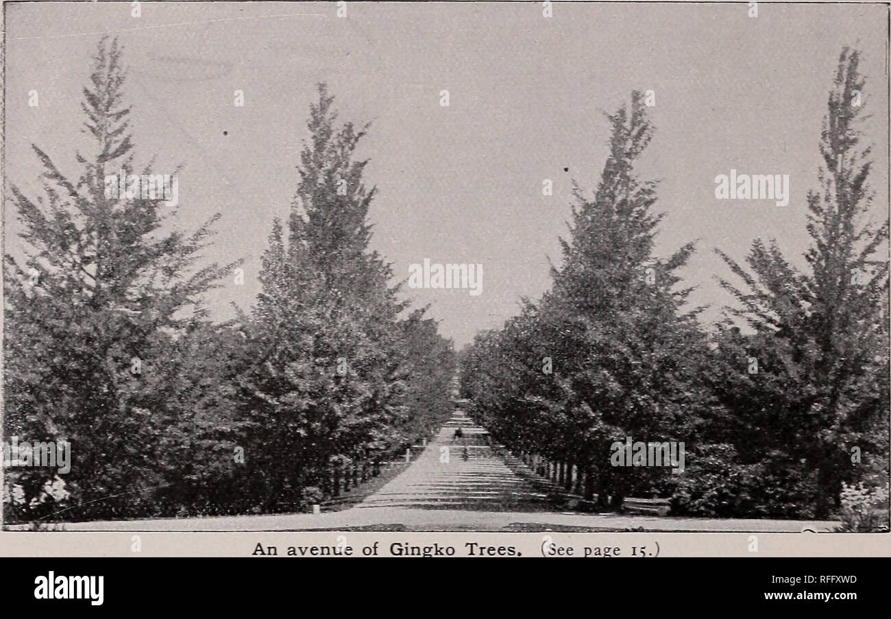 . Ornamental trees &amp; plants : no. 2. Nursery stock Pennsylvania West Chester Catalogs; Nurseries (Horticulture) Pennsylvania West Chester Catalogs; Plants, Ornamental Catalogs; Trees Seedlings Catalogs; Ornamental shrubs Catalogs; Bulbs (Plants) Catalogs. 16 Hoopes, Brother &amp; Thomas, West Chester, Pa.. An avenue of Gingko Trees. (See page GLEDITSCHIA. Three-Thorned Acacia A small genus of large, rapid-growing, thorny trees, with dark green, glossy leaves. They are hardy, easily grown, and form excellent specimens for park planting. Perhaps the most suitable hedge-plant for the north, w Stock Photo