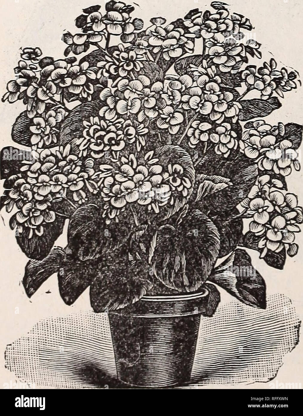 . Vestal's rose catalogue, 1900. Nursery stock Arkansas Catalogs; Roses Catalogs; Flowers Catalogs; Vegetables Catalogs; Fruit Catalogs; Seed industry and trade Catalogs; Plants, Ornamental Catalogs. I'urity, Wettsteinii. President Carnot. A remarkablj^ strong growing variety, of stiff, upright habit; foliage very large, somewhat in st3'le of B. Rubra, more than twice as large ; flowers beautiful coral red, in large pendant panicles, less similar to Rubra, but very much larger. Rubra. This begonia is a favorite with everj-- one, its dark, gloss)' green leaves, combined with its free flowering  Stock Photo