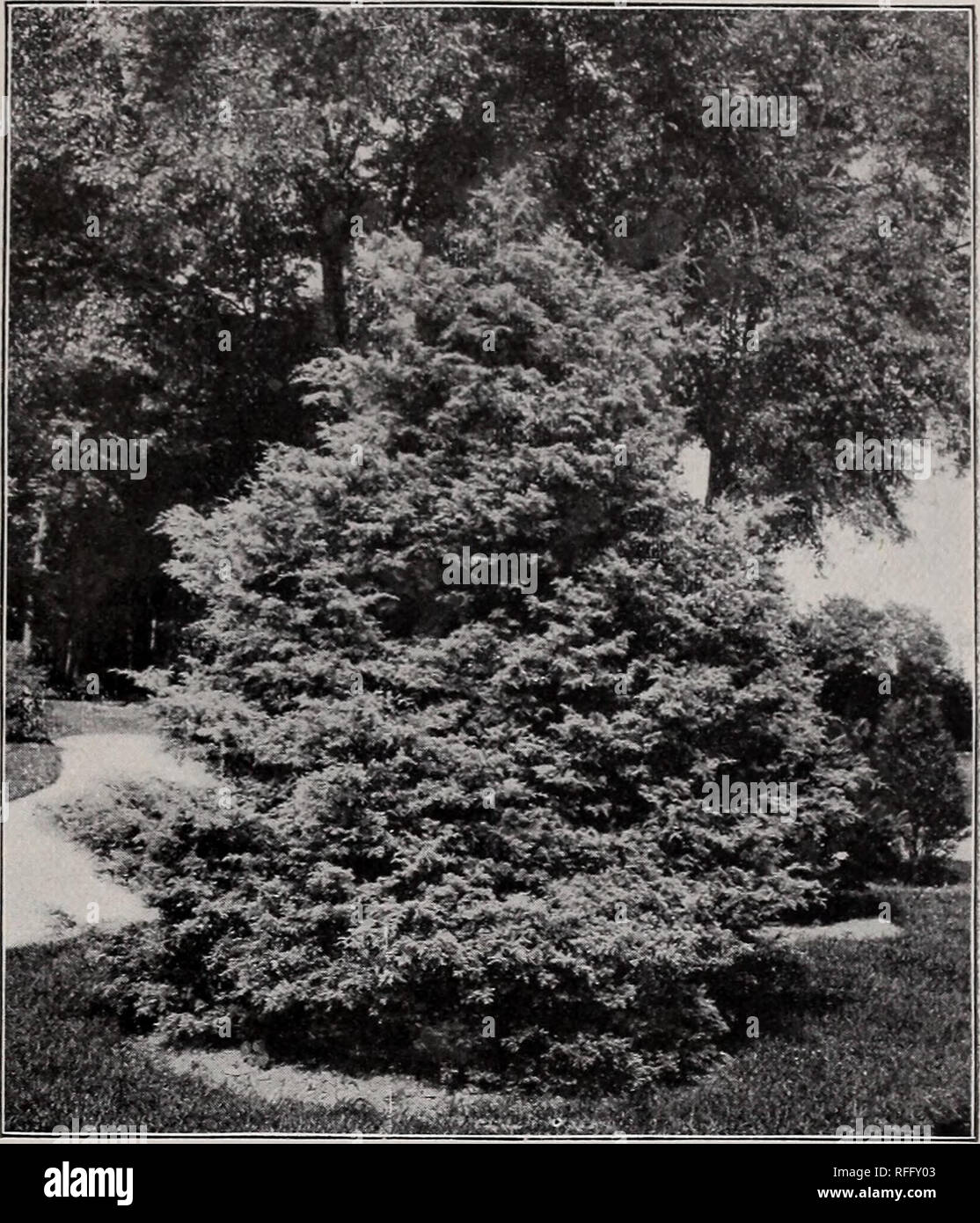 . Ornamental trees &amp; plants : no. 2. Nursery stock Pennsylvania West Chester Catalogs; Nurseries (Horticulture) Pennsylvania West Chester Catalogs; Plants, Ornamental Catalogs; Trees Seedlings Catalogs; Ornamental shrubs Catalogs; Bulbs (Plants) Catalogs. Ornamental Trees, Flowering Shrubs, Etc. CHAMAECYPARIS pisifera, var. plumosa. Plume-Like Retinospora. A small tree, 15 or 20 feet high, but only a garden form of some species in Japan. It forms a very dense-growing large bush of conical habit, bears the shears well, and is certainly a great addition to our cultivated dwarf Conifers. Bran Stock Photo