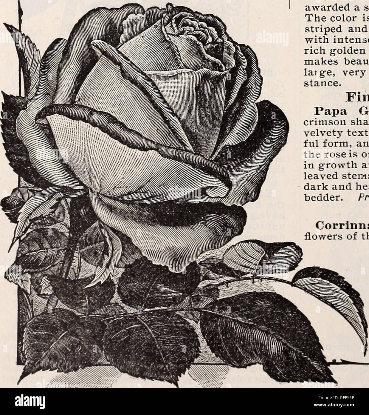 Vestal S Rose Catalogue 1900 Nursery Stock Arkansas Catalogs Roses Catalogs Flowers Catalogs Vegetables Catalogs Fruit Catalogs Seed Industry And Trade Catalogs Plants Ornamental Catalogs Souvenir De Catherine Guillot An Extra Fine
