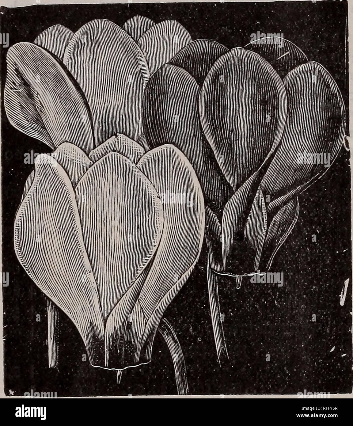 . Wholesale catalogue of choice Dutch bulbs roots and plants : fall 1901. Nursery stock New Jersey Englewood Catalogs; Bulbs (Plants) Catalogs; Flowers Catalogs; Plants, Ornamental Catalogs. 20 Please Note Low Prices per 00 and J000. Various Amaryllis—Continued. Each Formosissima (Jacobean Lily), grand, dark scarlet, shaded with numerous golden dots, most lovely; makes nice little specimens in pans, with from 3 to 6 bulbs in each; it forces well, and is certainly a real gem for the frame and green- house; may also be planted outside if kept dry during winter - $0 14 *Longifolia (Crinum Capens Stock Photo