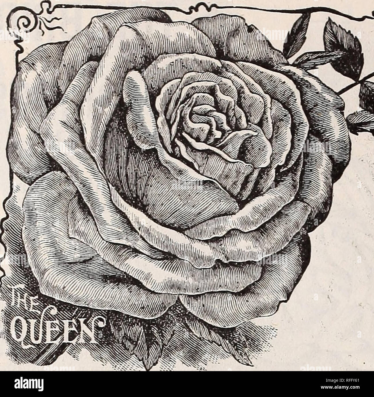 Vestal S Rose Catalogue 1900 Nursery Stock Arkansas Catalogs Roses Catalogs Flowers Catalogs Vegetables Catalogs Fruit Catalogs Seed Industry And Trade Catalogs Plants Ornamental Catalogs 11 A 11 Ueen Madame Welche A