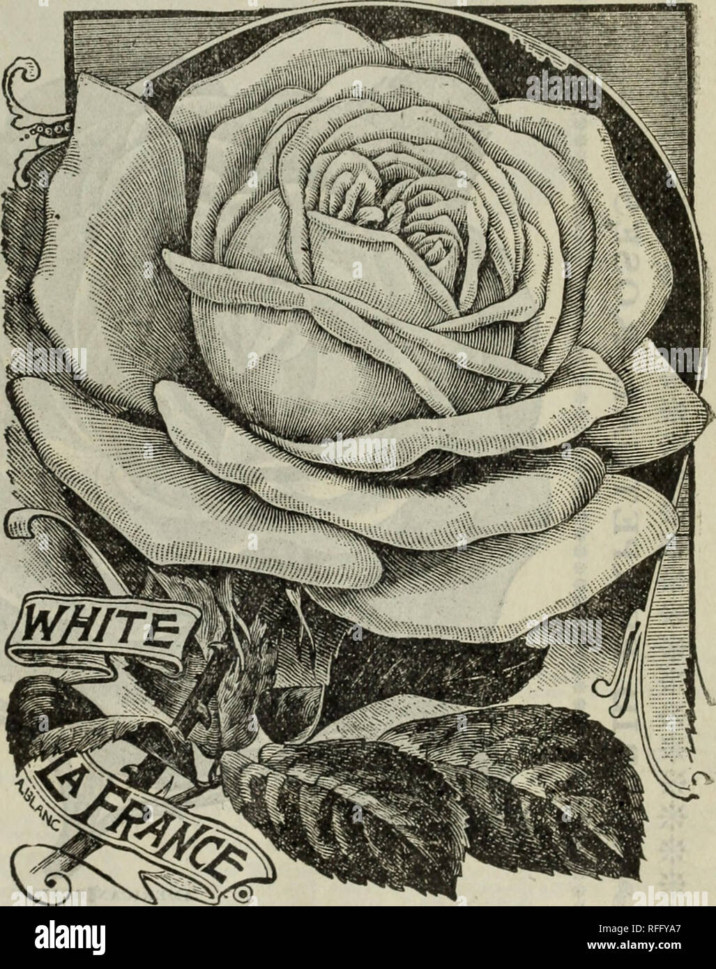 Cottage Rose Garden 1901 Nursery Stock Ohio Columbus Catalogs