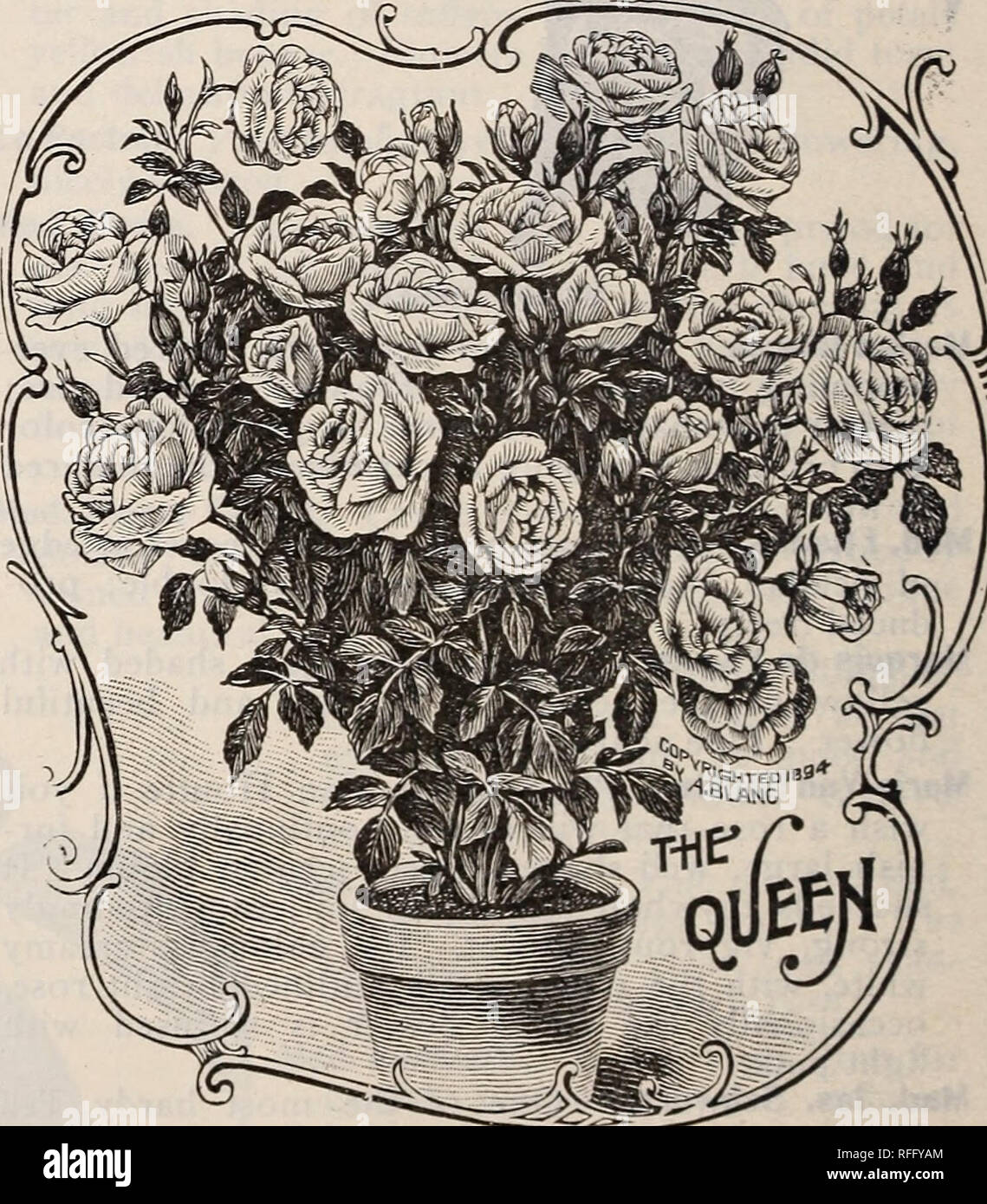 . Spring 1900. Nursery stock Ohio Painesville Catalogs; Vegetables Seeds Catalogs; Flowers Catalogs; Bulbs (Plants) Catalogs; Plants, Ornamental Catalogs; Fruit trees Seedlings Catalogs; Fruit Catalogs. Papa Gontier. An excellent crimson Tea, and one of the best for all purposes. It has a perfect shaped 1 bud on good length of stem, making it desirable for cut flowers, and when planted outside the flow- ers open up nicely and are of an attractive carmine crimson; should be included in every collection of Roses. Princess Bonnie. One of the finest dark colored Tea Roses. Very nearly hardy in mos Stock Photo
