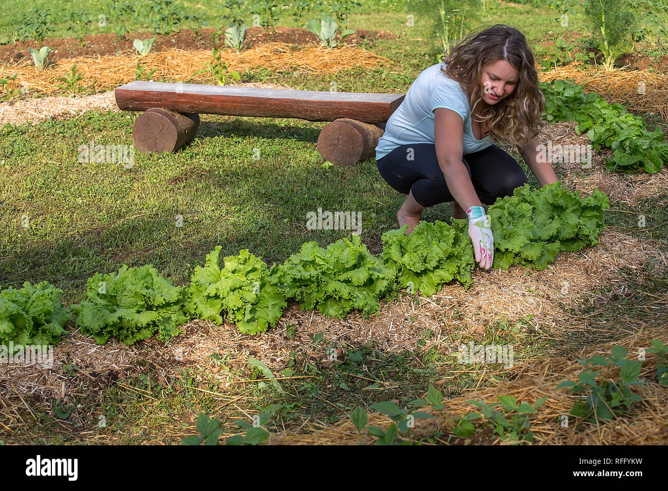 Young woman Working in a Home Grown Vegetable Garden Stock Photo