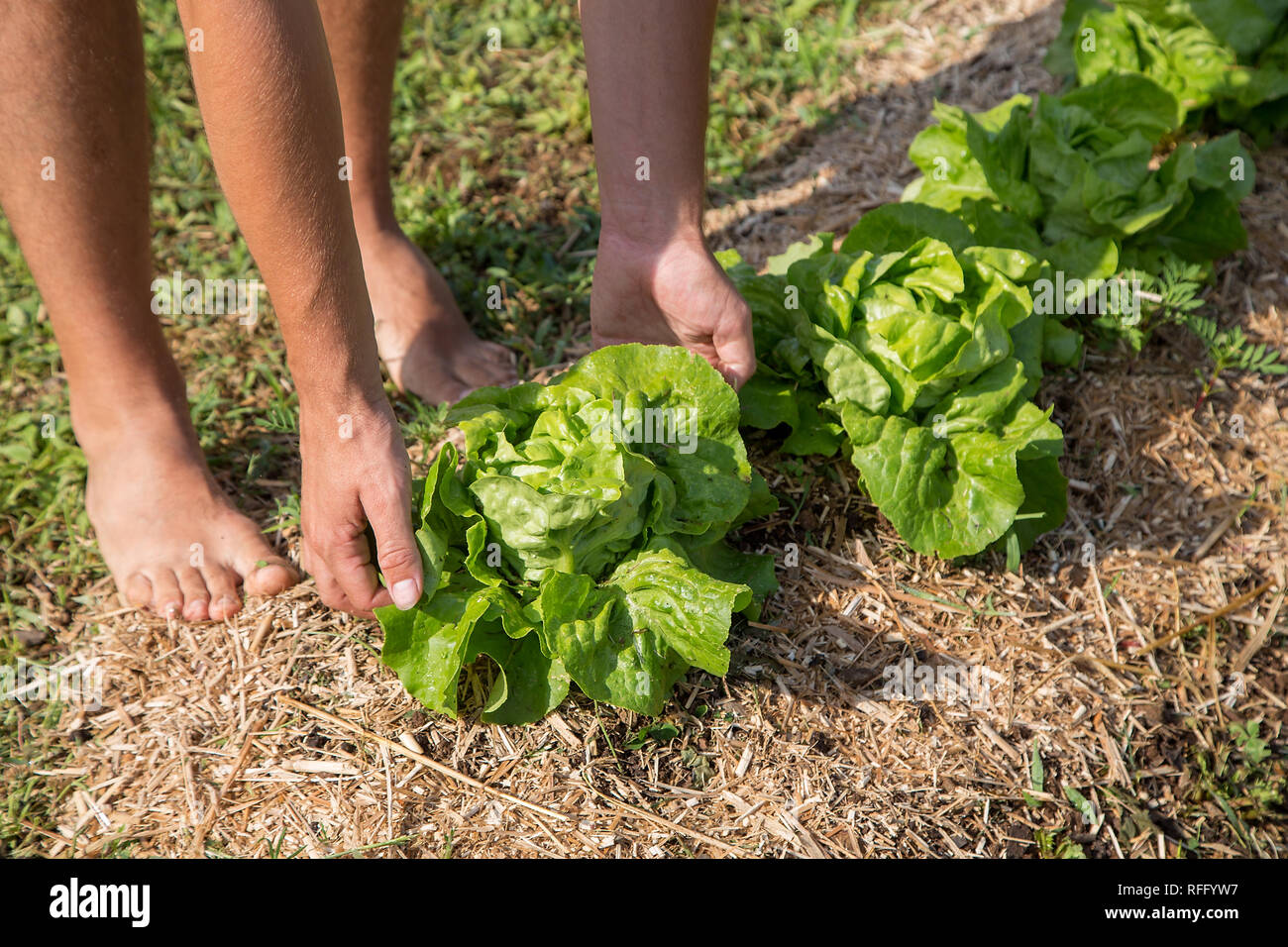 Young man Working in a Home Grown Vegetable Garden Stock Photo