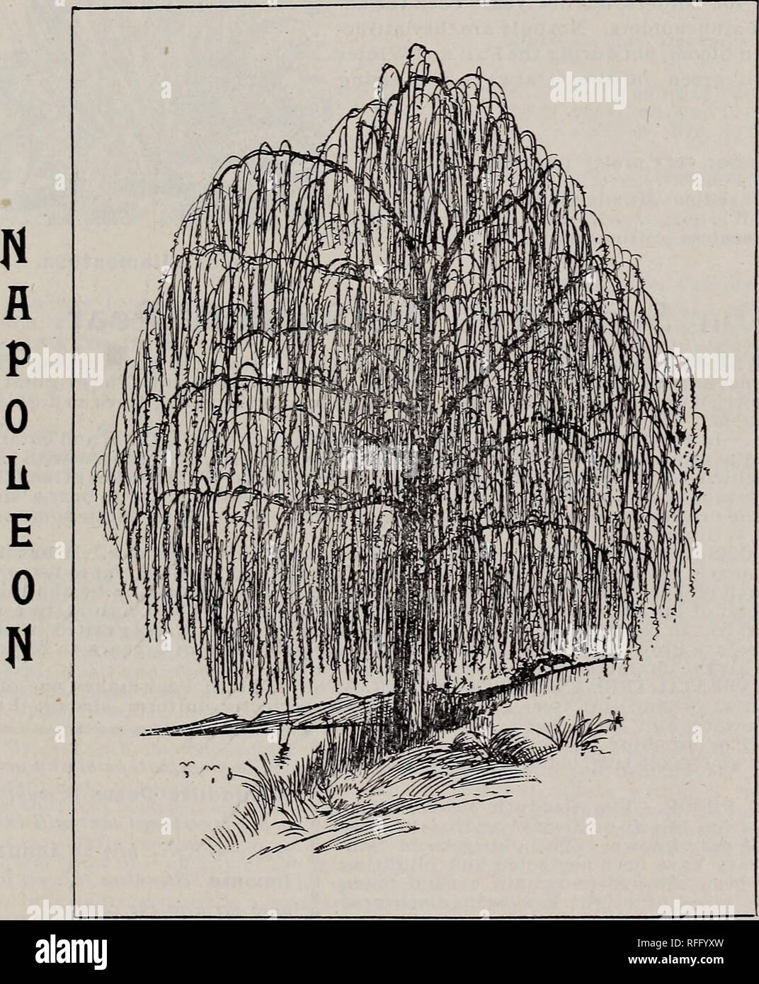 . Wholesale price list of Augustine &amp; Co., nurserymen. Nursery stock Illinois Normal Catalogs; Fruit trees Seedlings Catalogs; Fruit Seeds Catalogs; Plants, Ornamental Catalogs. NORMAL, ILLINOIS. 19 Weeping Trees. NAPOLEON WEEPING WILLOW. The most beautiful ornamental tree of its kind grown. The original stock came directly from the famous Weeping Willow trees growing around the grave of Napoleon on the Island of St. Helena. The original stock came to us through Mr. A. T. Sherman formerly of this place. Some years ago a missionary returning from Africa, who was a great admirer of Napoieon  Stock Photo