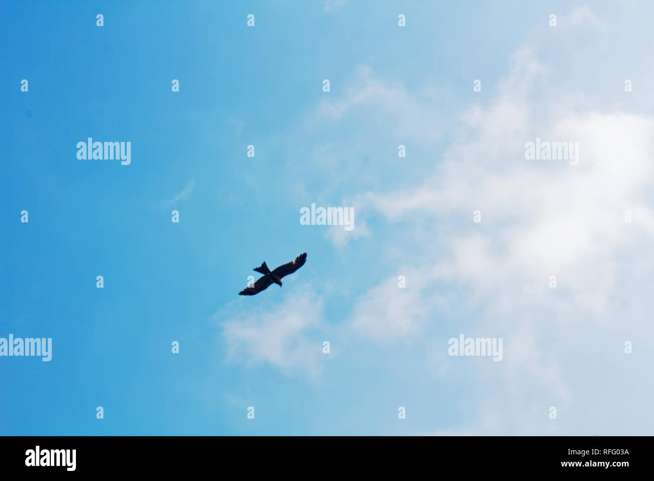 Bird flying in the sky, soaring with outstretched wings on a bright sunny day. Stock Photo
