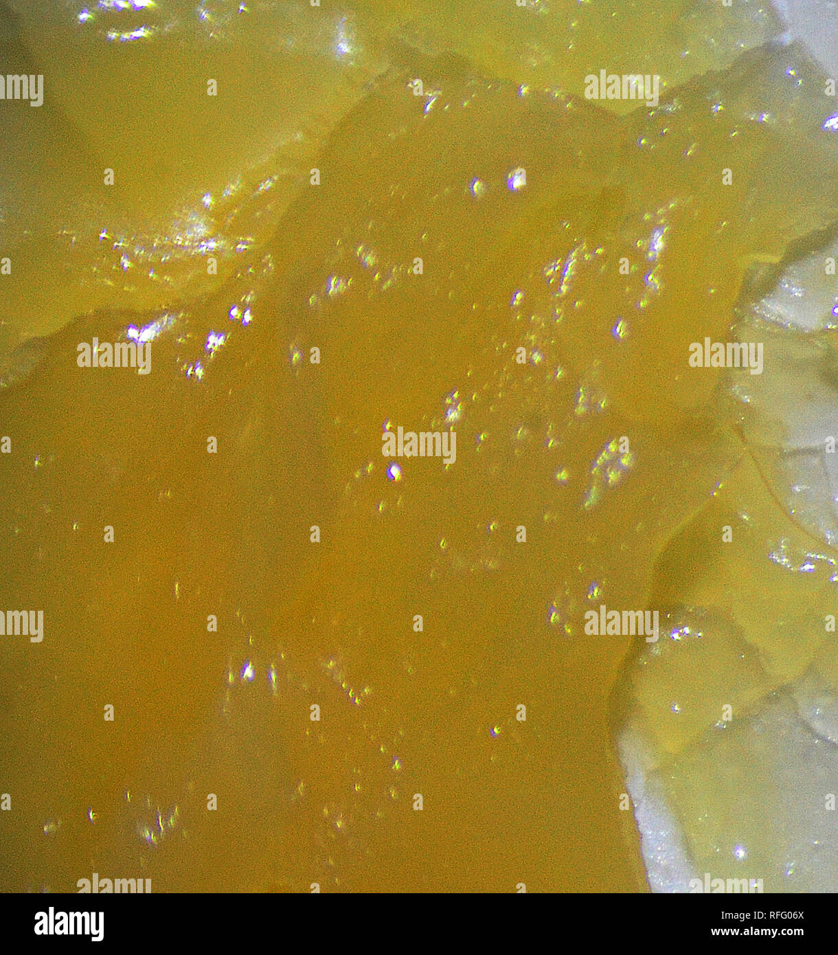 Egg shell microscope hires stock photography and images Alamy