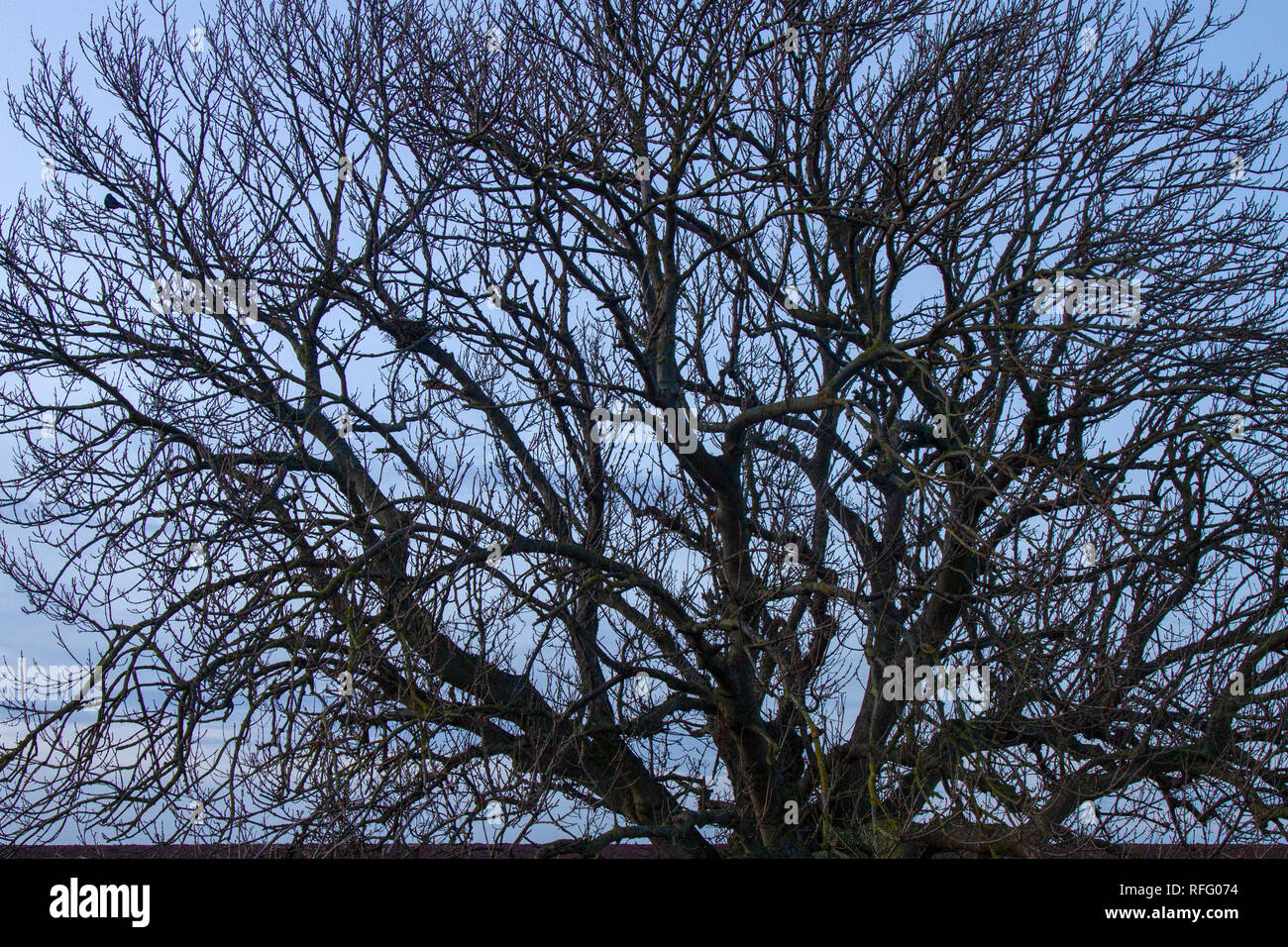 Old ash tree on north east coastal path in winter Stock Photo