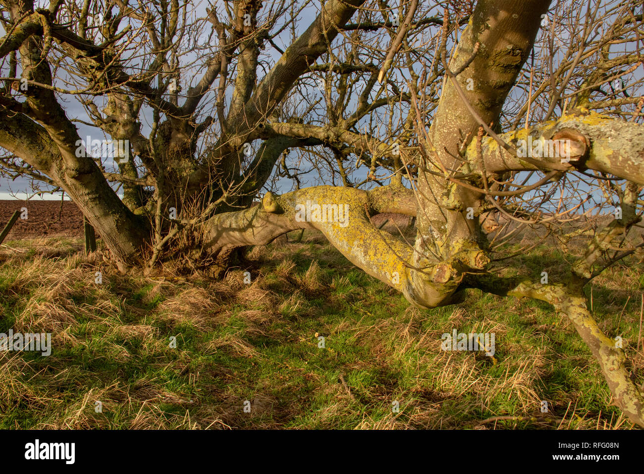 Old ash tree on north east coastal path in winter Stock Photo