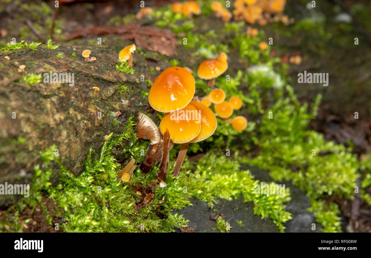 Orange fungi on woodland floor Stock Photo