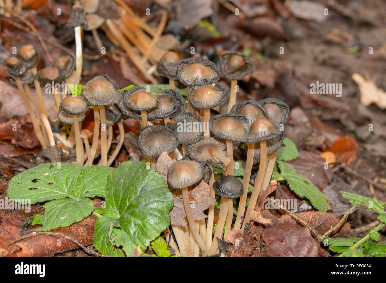 Brown fungi growing on woodland floor Stock Photo