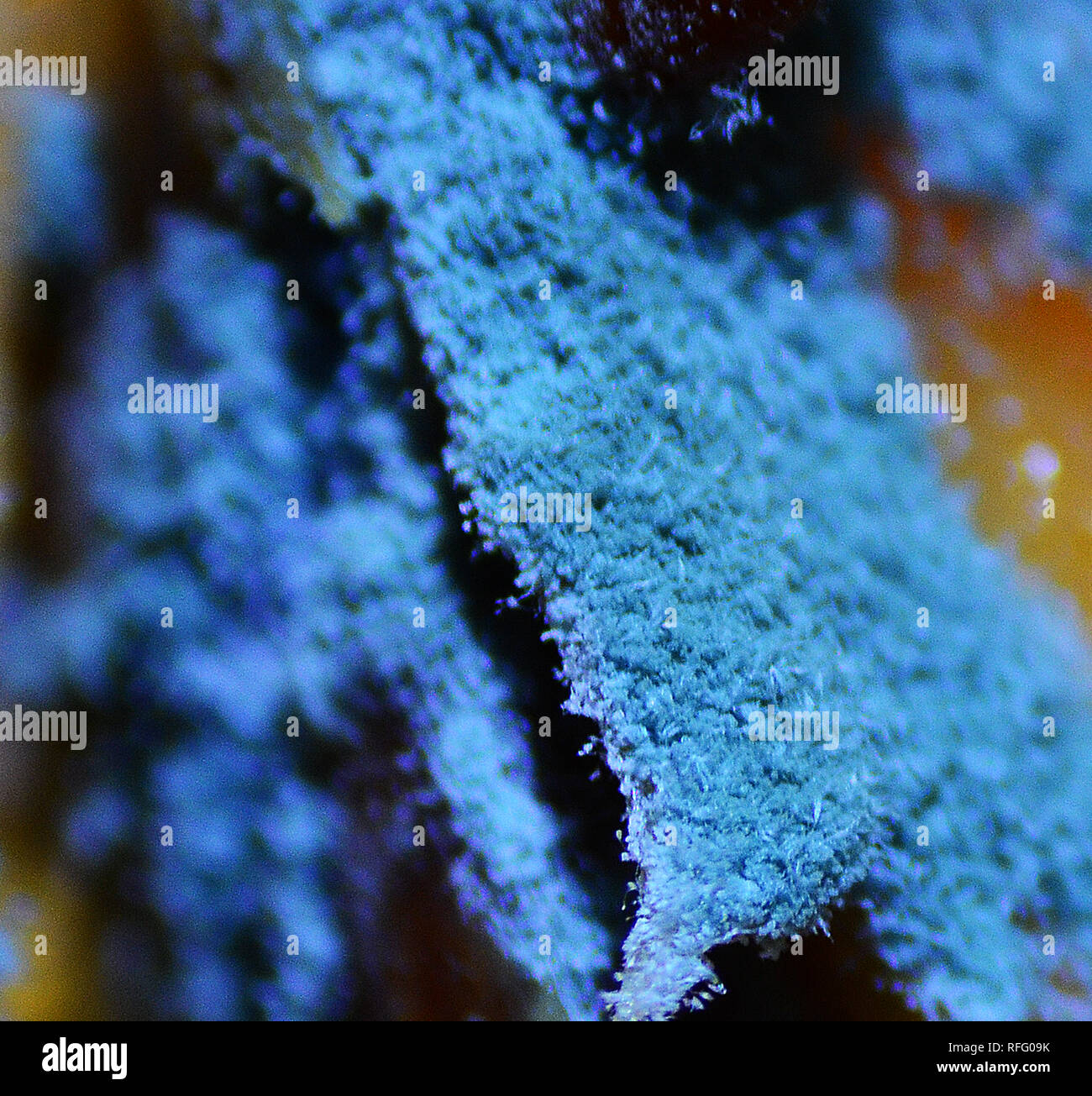 Mouldy Apple Core Stock Photo Alamy