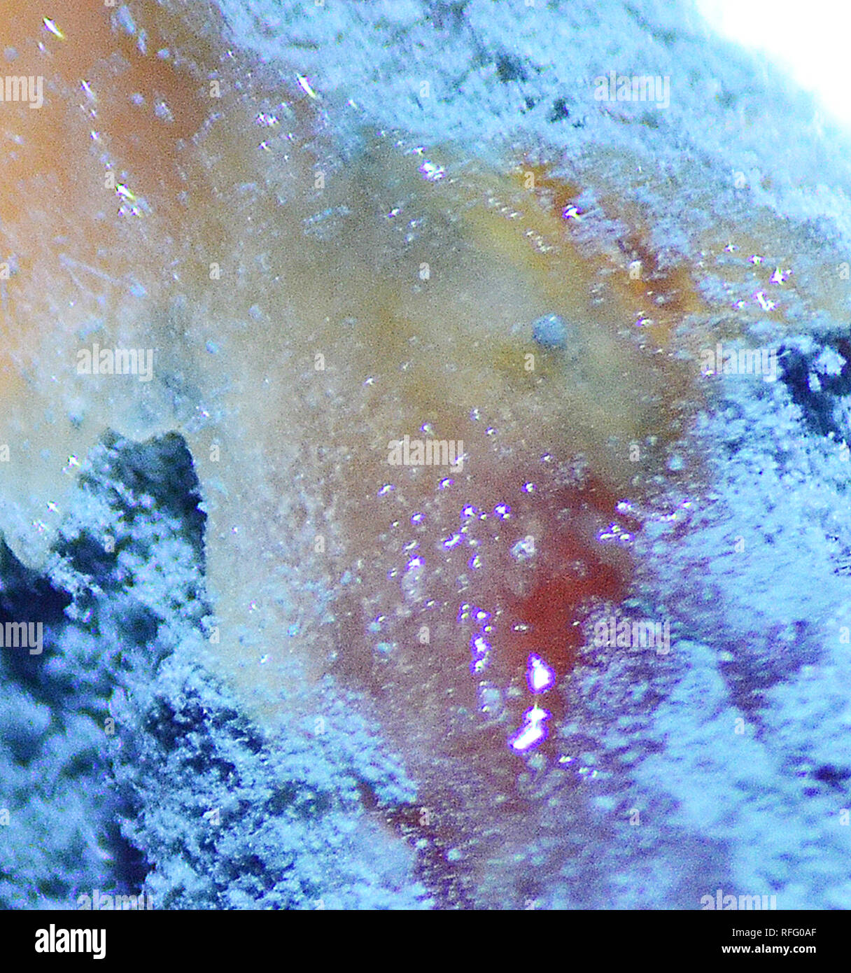 Mouldy to the core hires stock photography and images Alamy