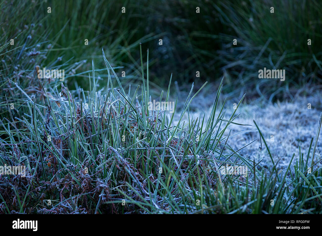 No ground frost hi-res stock photography and images - Alamy