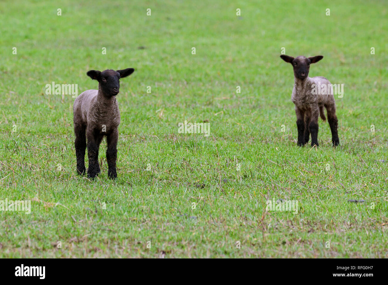 Two new spring lambs in a field in the Willamette Valley in rural Oregon, USA. Stock Photo
