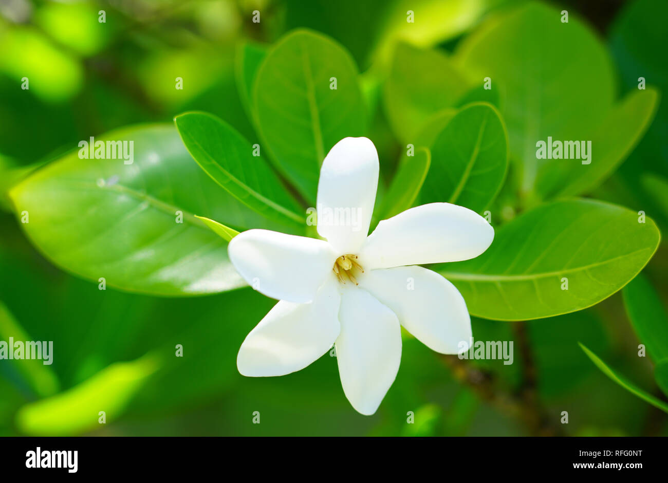 White fragrant tiare flower (Gardenia taitensis) growing on a plant in Bora Bora, French Polynesia Stock Photo