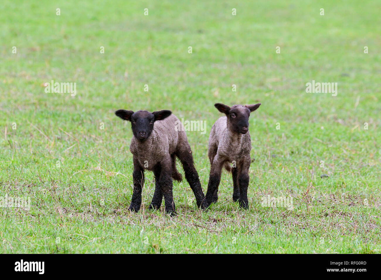 Two new spring lambs in a field in the Willamette Valley in rural Oregon, USA. Stock Photo
