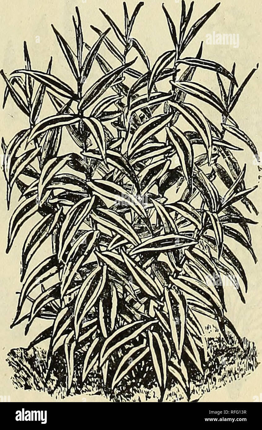 . Jubilee floral catalogue. Nurseries (Horticulture) Kentucky Louisville Catalogs; Plants, Ornamental Catalogs; Flowers Catalogs; Trees Seedlings Catalogs; Shrubs Catalogs; Fruit Catalogs. Bambusa Metake. A perfectly hardy Japanese bamboo of dwarf habit, attain- ing a height of not over five or six feet. The foliage is of a rich dark green and is retained on the plant in a fresh condition almost the entire winter. It makes a most desirable addition to the border in connection with shrubbery, or as an individual specimen for the lawn. 50 cents each; $5 per dozen. Bocconia Cordata. This is one o Stock Photo