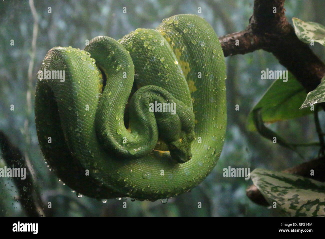 Emerald Python curled on a tree Stock Photo