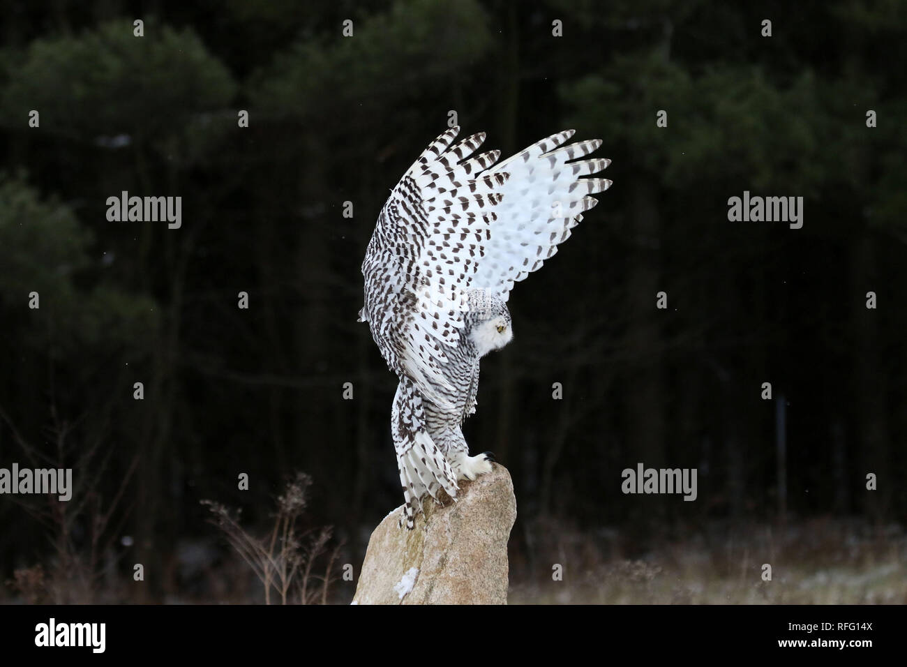 Snowy Owl in Nature Stock Photo