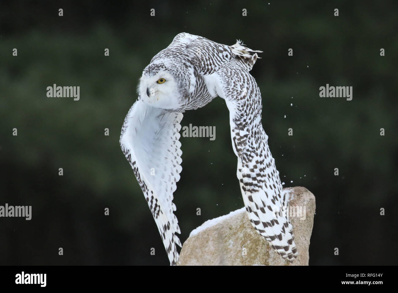 Snowy Owl in Nature Stock Photo