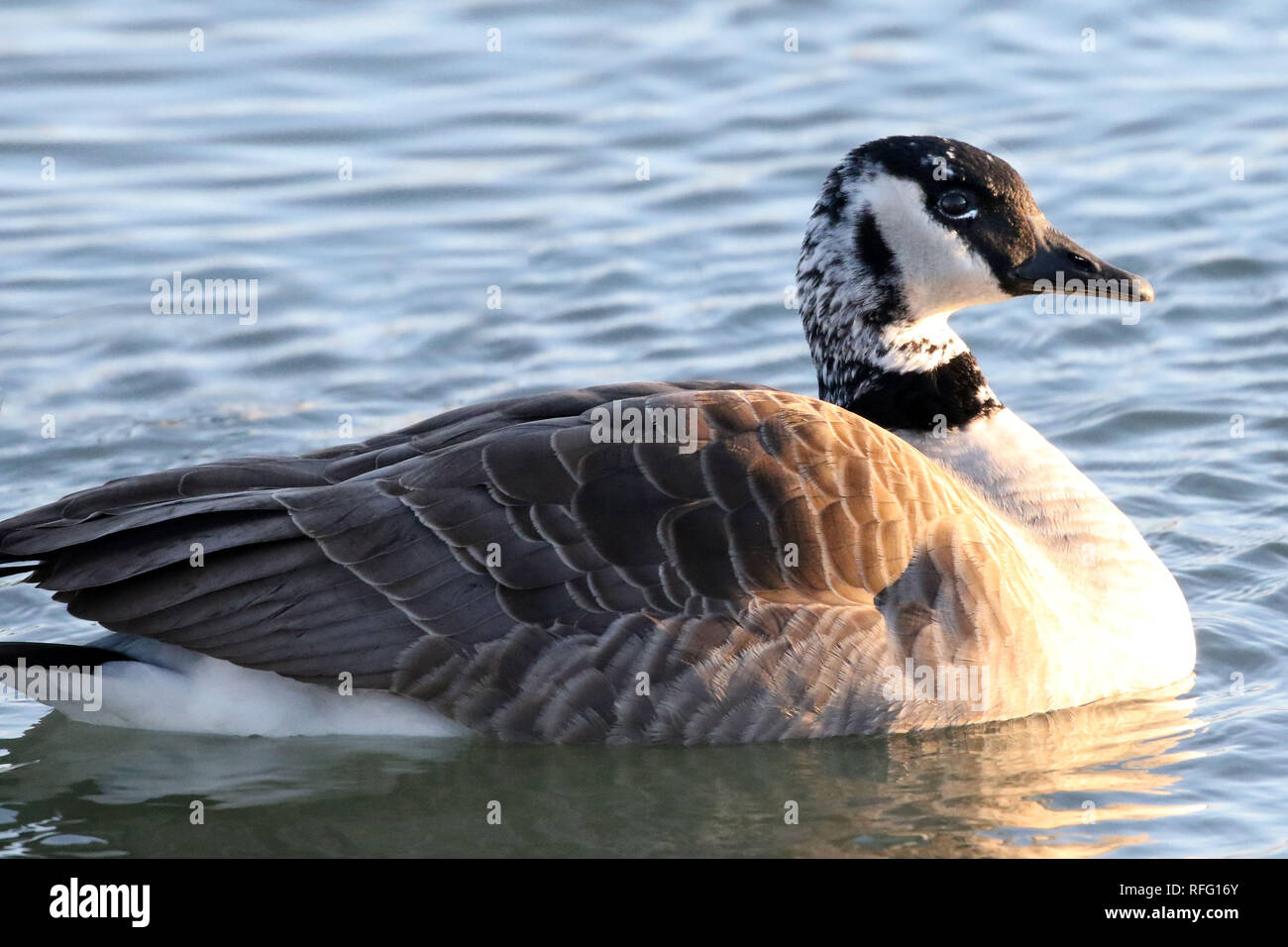 Leucistic Canada Goose Stock Photo - Alamy