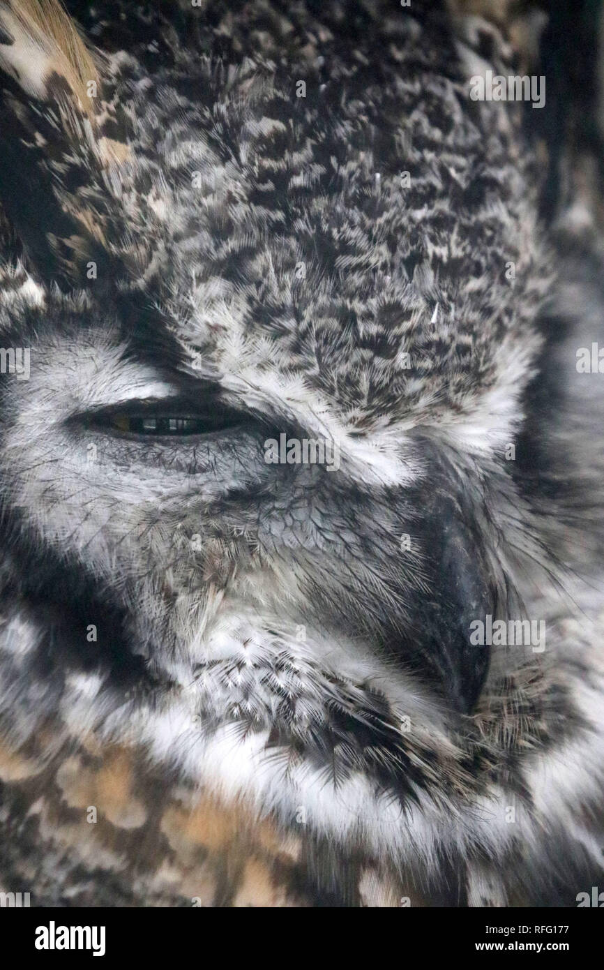 Great Horned Owl closeup sleeping Stock Photo