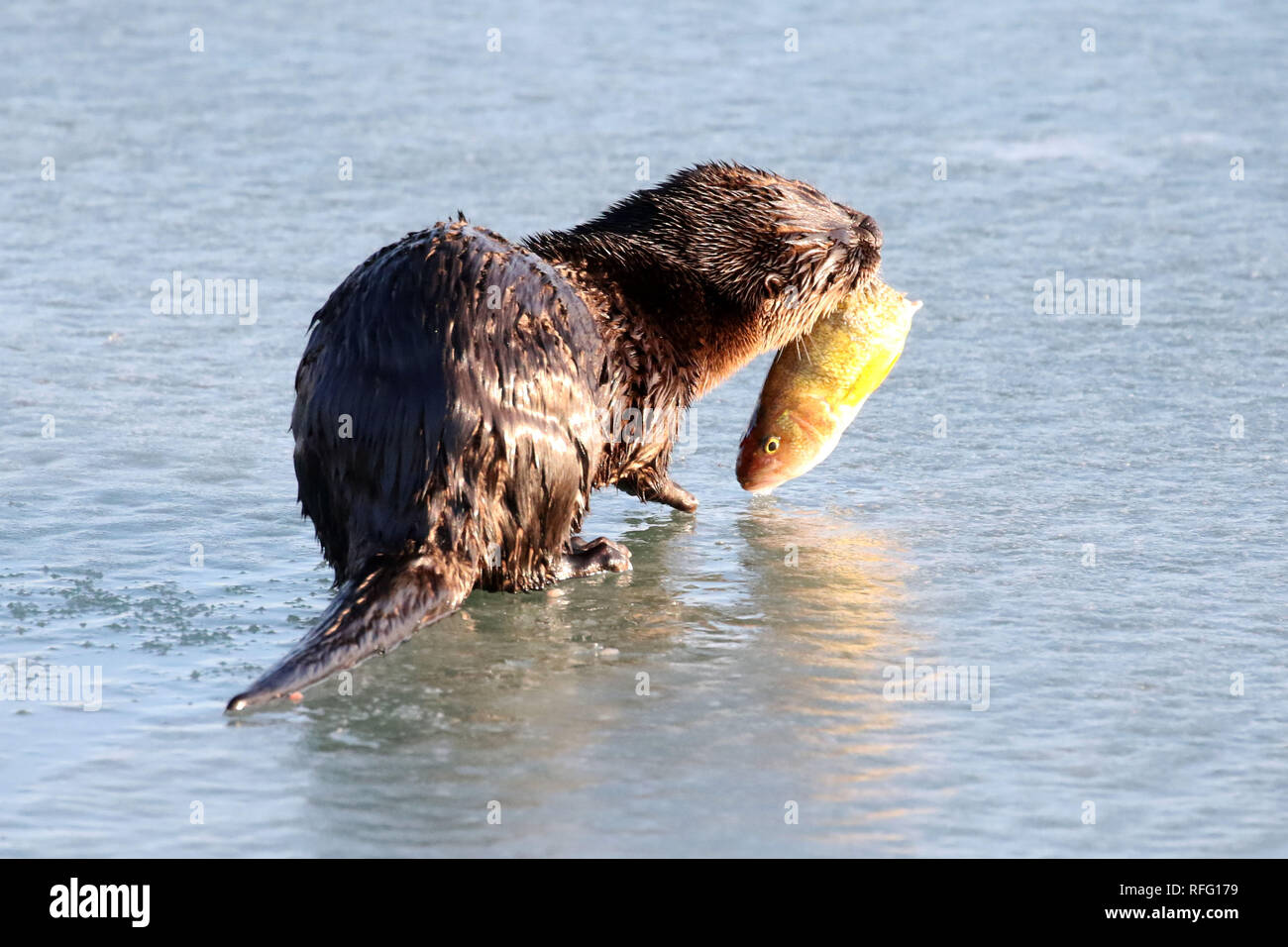 River Otter in wild catching atnd eating fish Stock Photo Biology Diagrams